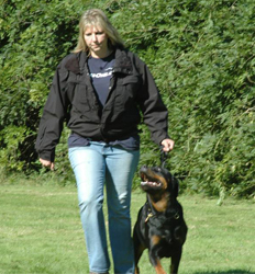 Obedience Rottweiler