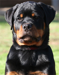 german rottweiler puppies for sale