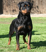 German Rottweiler