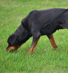 Tracking Rottweiler